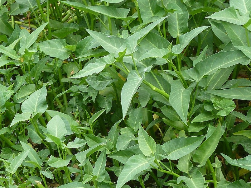 rau muống sống dễ nhiễm vi khuẩn gây bệnh