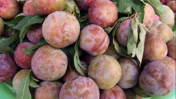 Ăn mận đúng cách để khỏe tiêu hóa, không lo nổi mụn