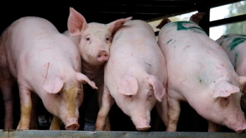 Giá heo hơi duy trì ổn định trên cả ba miền