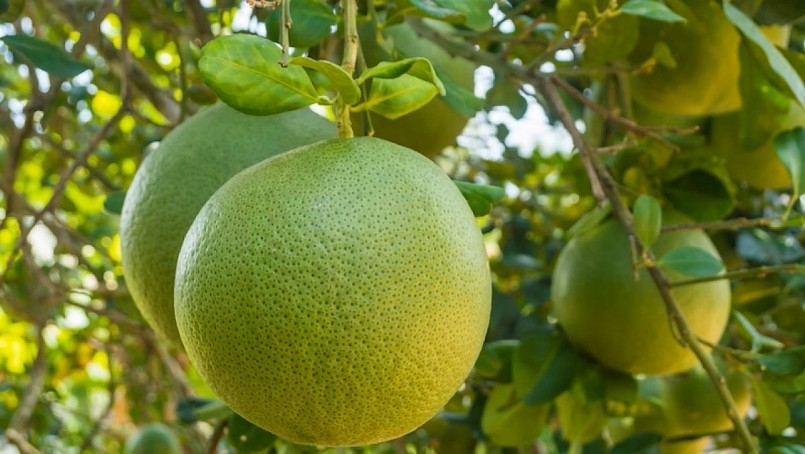 Bưởi không chỉ là loại quả quen thuộc trong mỗi gia đình Việt, mà còn được giới chuyên gia dinh dưỡng đánh giá là một trong những loại trái cây an toàn và bổ dưỡng nhất. Bưởi không chỉ là loại quả quen thuộc trong mỗi gia đình Việt, mà còn được giới chuyên gia dinh dưỡng đánh giá là một trong những loại trái cây an toàn và bổ dưỡng nhất.