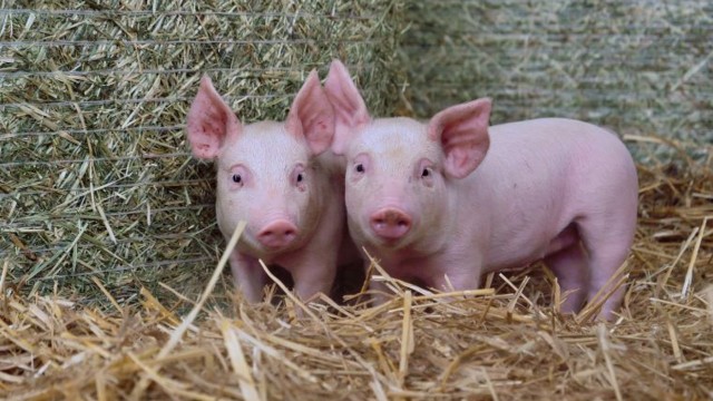 Giá heo hơi tiếp tục ổn định trên cả ba miền