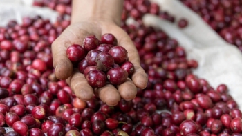 Giá cà phê trong nước tăng nhẹ, thị trường quốc tế phục hồi mạnh