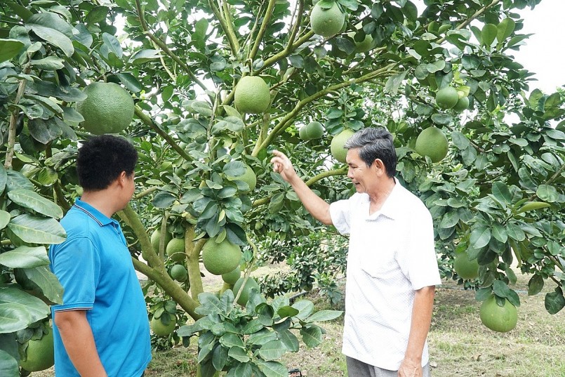 Việc cấp mã số vùng trồng giúp nông sản dễ dàng tiếp cận thị trường. 