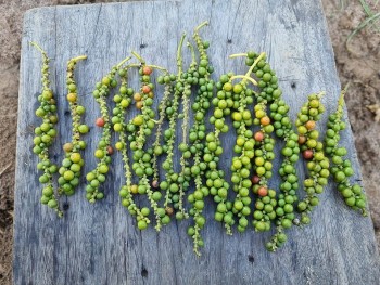 Giá tiêu giảm, xuất khẩu sụt mạnh trong khi nhập khẩu lập kỷ lục mới