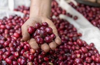 Giá cà phê trong nước tăng nhẹ, thị trường quốc tế phục hồi mạnh