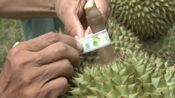 Mã số vùng trồng mở lối cho nông sản chủ lực