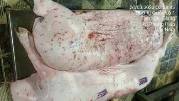 Tiêu hủy thịt heo không lập biên bản: Nhân viên thú y sai quy trình ra sao?