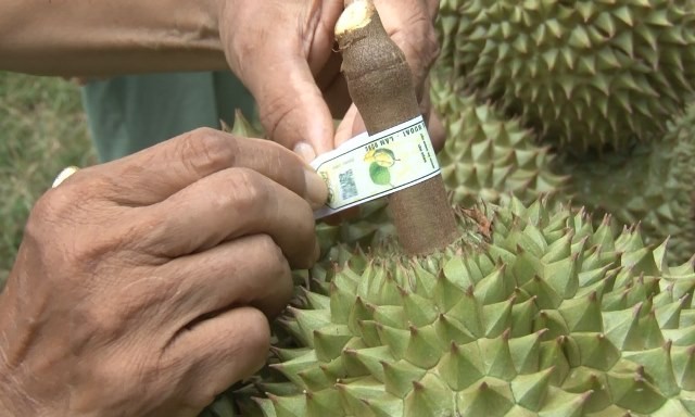 Mã số vùng trồng mở lối cho nông sản chủ lực