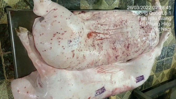 Thân thịt heo xuất hiệm nhiều nốt viêm ngày 26/3/2022. (Ảnh: Facebook Joony Lieu)
