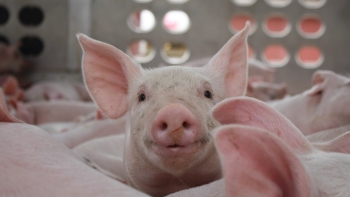 Giá heo hơi chưa có dấu hiệu điều chỉnh mới