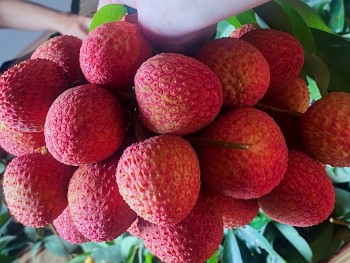 Vải trứng Hưng Yên bội thu, tạo dấu ấn đặc sắc