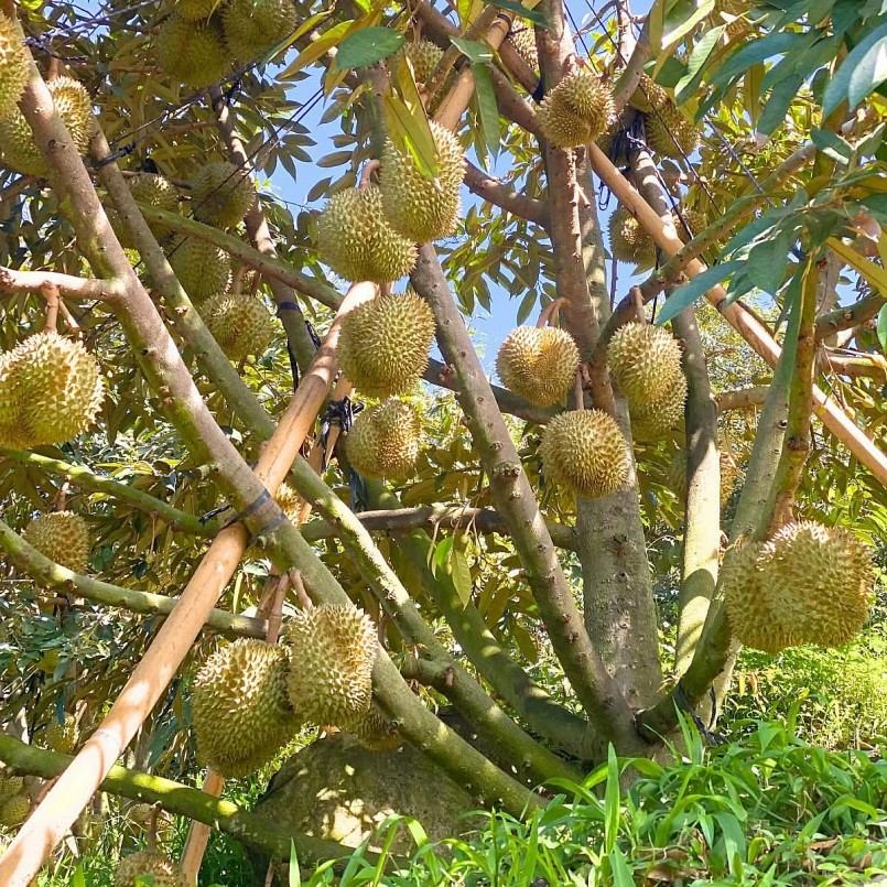 Giá sầu riêng giảm sâu so với các năm trước khiến các nhà vườn gặp nhiều khó khăn. Giá sầu riêng giảm sâu so với các năm trước khiến các nhà vườn gặp nhiều khó khăn.