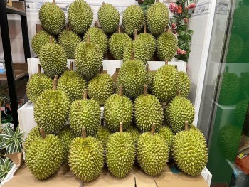 Giá sầu riêng giảm sâu, nhà vườn lao đao