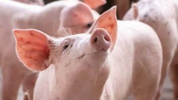 Giá heo hơi điều chỉnh trái chiều trong tuần qua