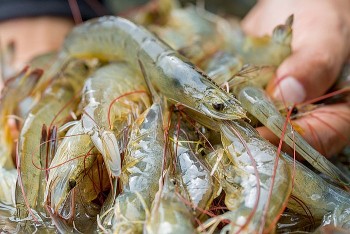Tôm Việt Nam bất ngờ chịu thuế chống bán phá giá cao từ Hoa Kỳ