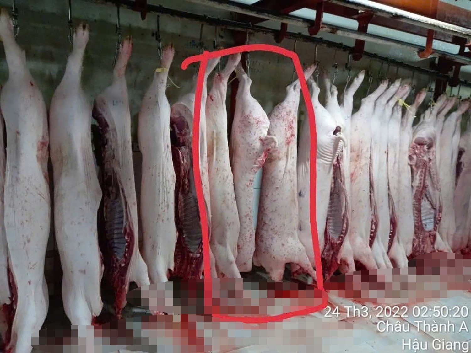 Hình ảnh lợn đã qua giết mổ được đăng tải trên tài khoản Facebook