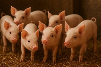 Giá heo hơi miền Nam giảm, mức 75.000 đồng/kg biến mất