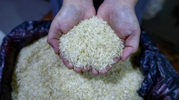 Khủng hoảng gạo tại Nhật Bản: Cơ hội vàng cho gạo Việt vươn tầm quốc tế