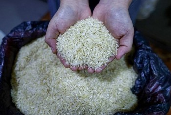 Khủng hoảng gạo tại Nhật Bản: Cơ hội vàng cho gạo Việt vươn tầm quốc tế