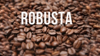 Giá cà phê thế giới bật tăng, trong nước tiệm cận 114.000 đồng/kg