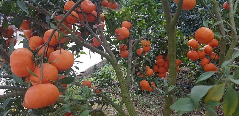 Muốn đi xa hơn, thương hiệu cần được bảo hộ quốc tế