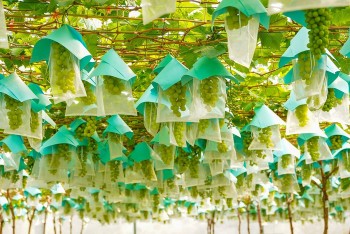 Sản phẩm OCOP góp phần làm đẹp văn hóa Việt