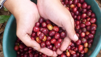 Cà phê arabica tiếp đà giảm, giá nội địa lùi gần 4.500 đồng/kg