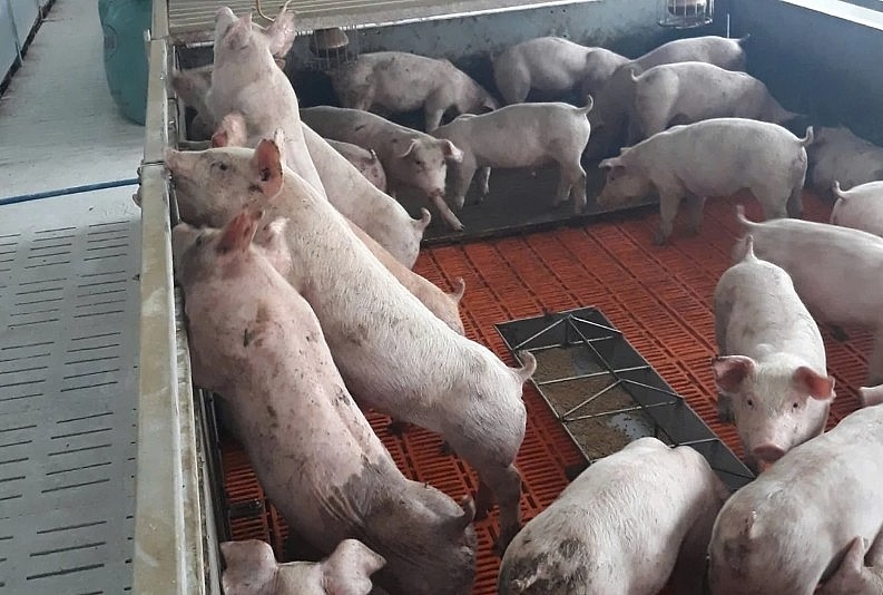 Lực lượng chức năng thành phố Sơn La tiến hành tiêu huỷ đàn heo nhiễm dịch tả châu Phi nhằm ngăn chặn nguy cơ lây lan trên diện rộng.