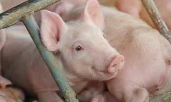 Giá heo hơi có xu hướng giảm nhẹ ở miền Trung và miền Nam