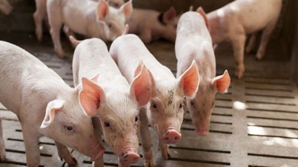 Giá heo hơi ổn định, cao nhất ở mức 74.000 đồng/kg