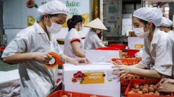 Xuất khẩu rau quả giảm tốc: Đích đến 8 tỷ USD vẫn trong tầm tay