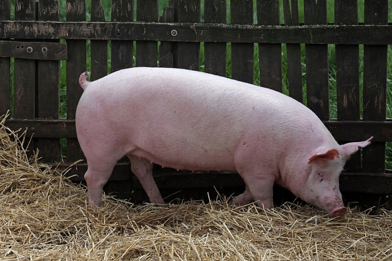 Giá heo hơi đi ngang trong ngày đầu tuần Giá heo hơi đi ngang trong ngày đầu tuần