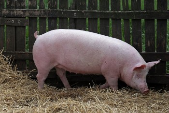 Giá heo hơi đi ngang trong ngày đầu tuần