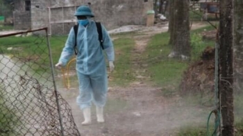 Thanh Hóa quyết liệt phòng, chống dịch tả lợn Châu Phi