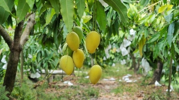 “Tam giác chính sách” của EU làm khó chuỗi logistics nông sản Việt Nam