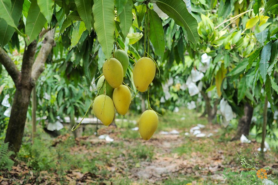 Những quy định mới của EU đang tạo ra áp lực lớn đối với các doanh nghiệp xuất khẩu nông sản, thực phẩm của Việt Nam. 