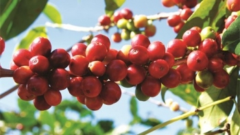 Việt Nam vững bước với cà phê xanh