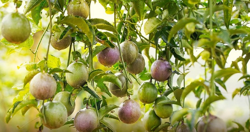 Mở rộng đường xuất khẩu cho nông sản Việt