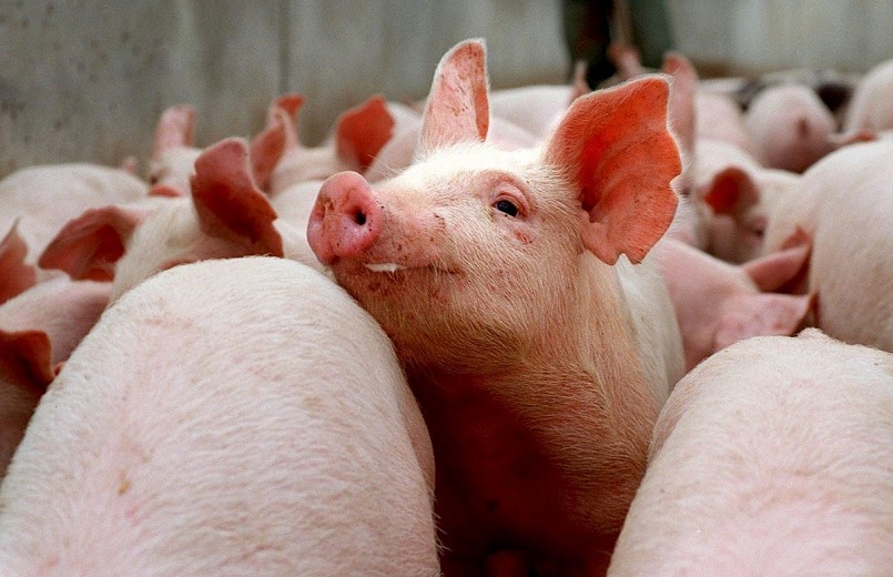 Giá heo hơi đồng loạt giảm tại thị trường phía Nam Giá heo hơi đồng loạt giảm tại thị trường phía Nam