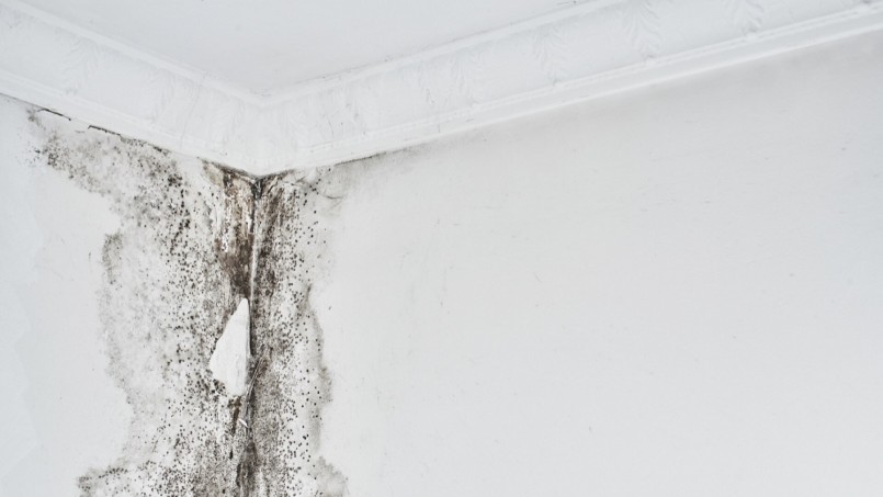 Không chỉ ảnh hưởng đến thẩm mỹ ngôi nhà, nấm mốc còn là mối đe dọa nghiêm trọng đối với sức khỏe của các thành viên trong gia đình.