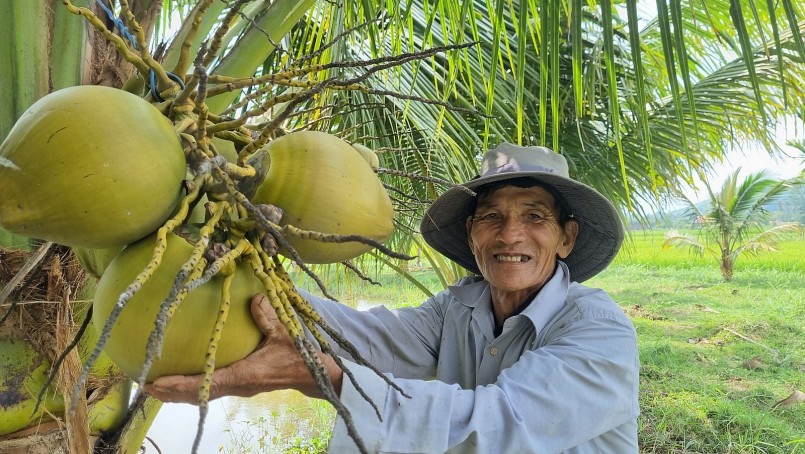Người trồng dừa tất bật thu hoạch giữa lúc giá nguyên liệu tăng cao, gây áp lực lên nguồn cung cho ngành chế biến.