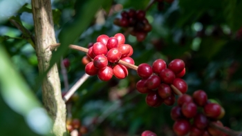 Giá cà phê thế giới và trong nước đồng loạt lao dốc