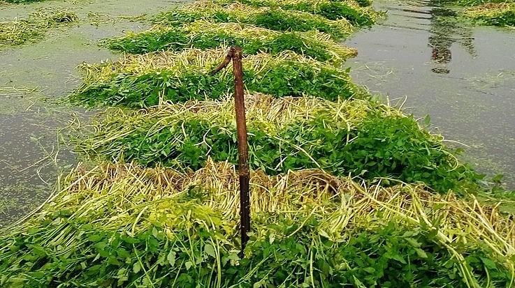 đặc tính sống trong môi trường nước khiến rau cần dễ bị nhiễm ký sinh trùng nguy hiểm