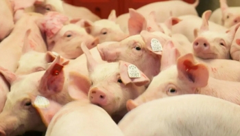 Giá heo hơi đi ngang trên cả nước