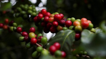 Giá cà phê tiếp tục lao dốc, robusta thấp nhất 13 tháng