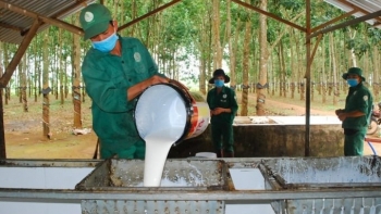 Cao su Việt Nam trước ngưỡng cửa chuyển mình