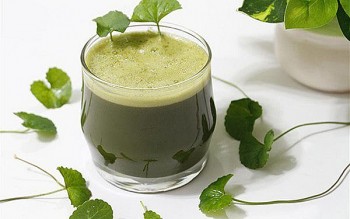 Nhiệt miệng uống gì cho nhanh khỏi?