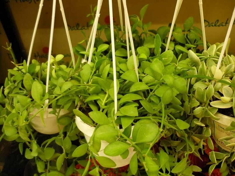 Cây tai chuột – Dược liệu dân gian với nhiều công dụng quý