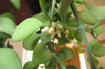 Cây tai chuột – dược liệu quý từ thiên nhiên