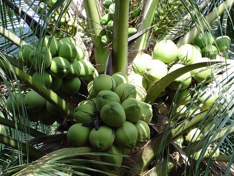 Người trồng dừa áp dụng phương pháp canh tác hữu cơ, chú trọng chăm sóc và bón phân hợp lý để nâng cao chất lượng và đáp ứng tiêu chuẩn xuất khẩu.